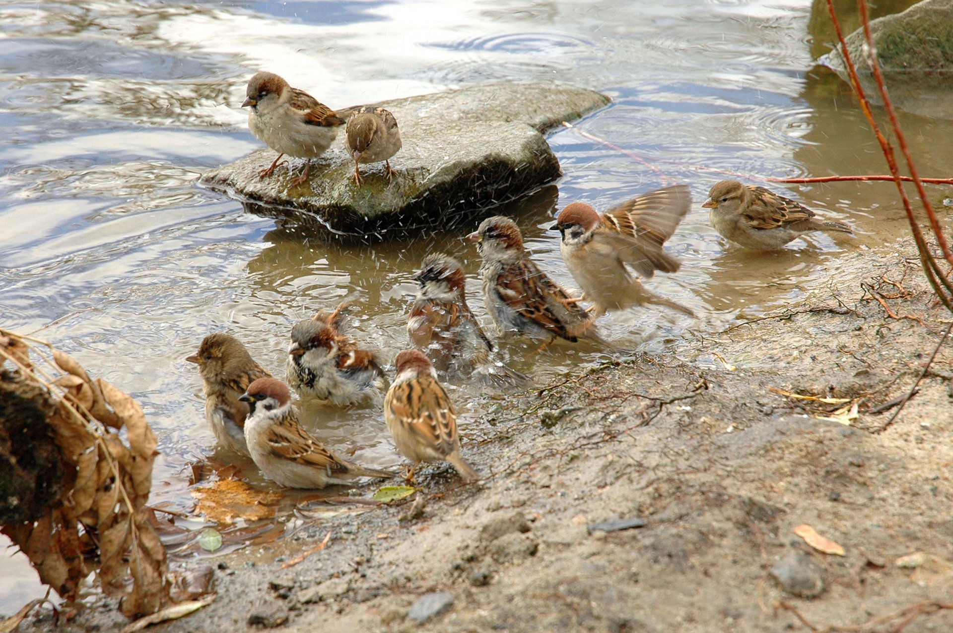 moineaux oiseau humide eau plume troupeau animaux