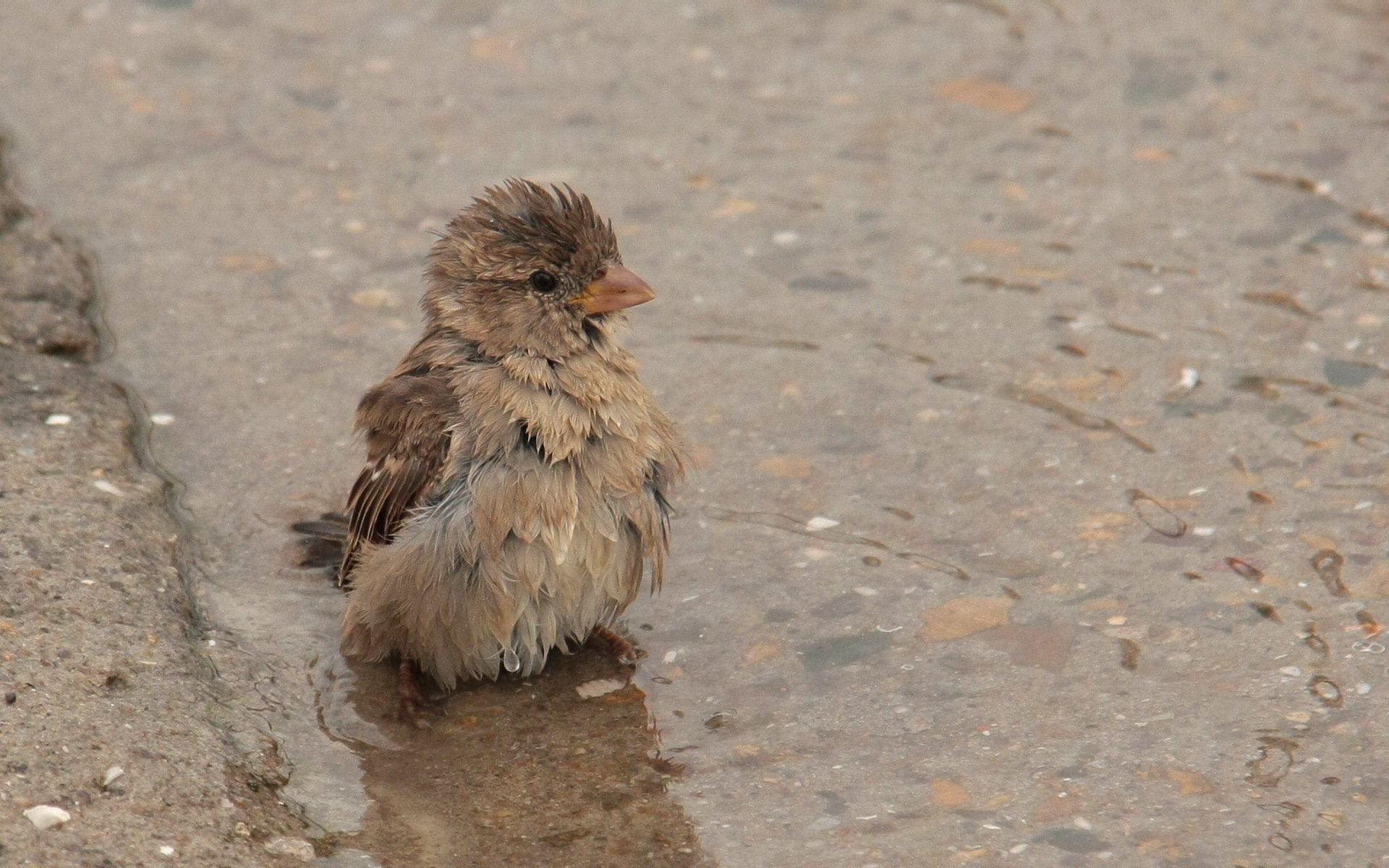 spatz pfütze vogel