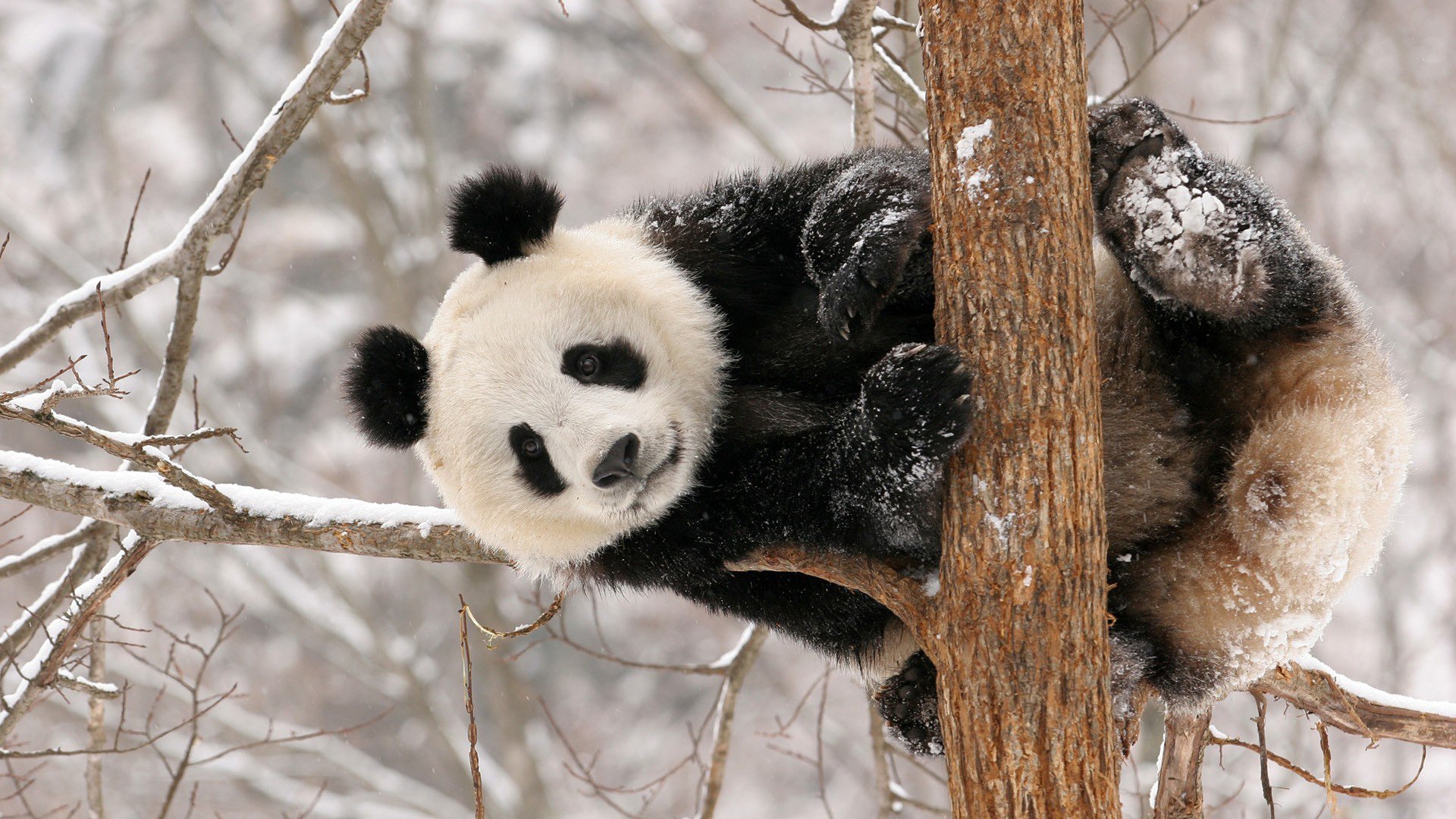 panda zima śnieg niedźwiedź