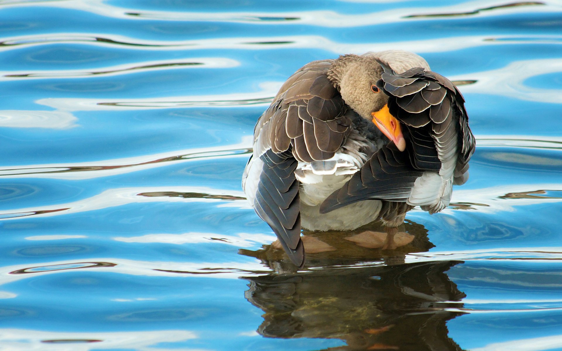 fond eau surface ondulations oiseau oie canard plumes ailes plumage bec pattes membranes