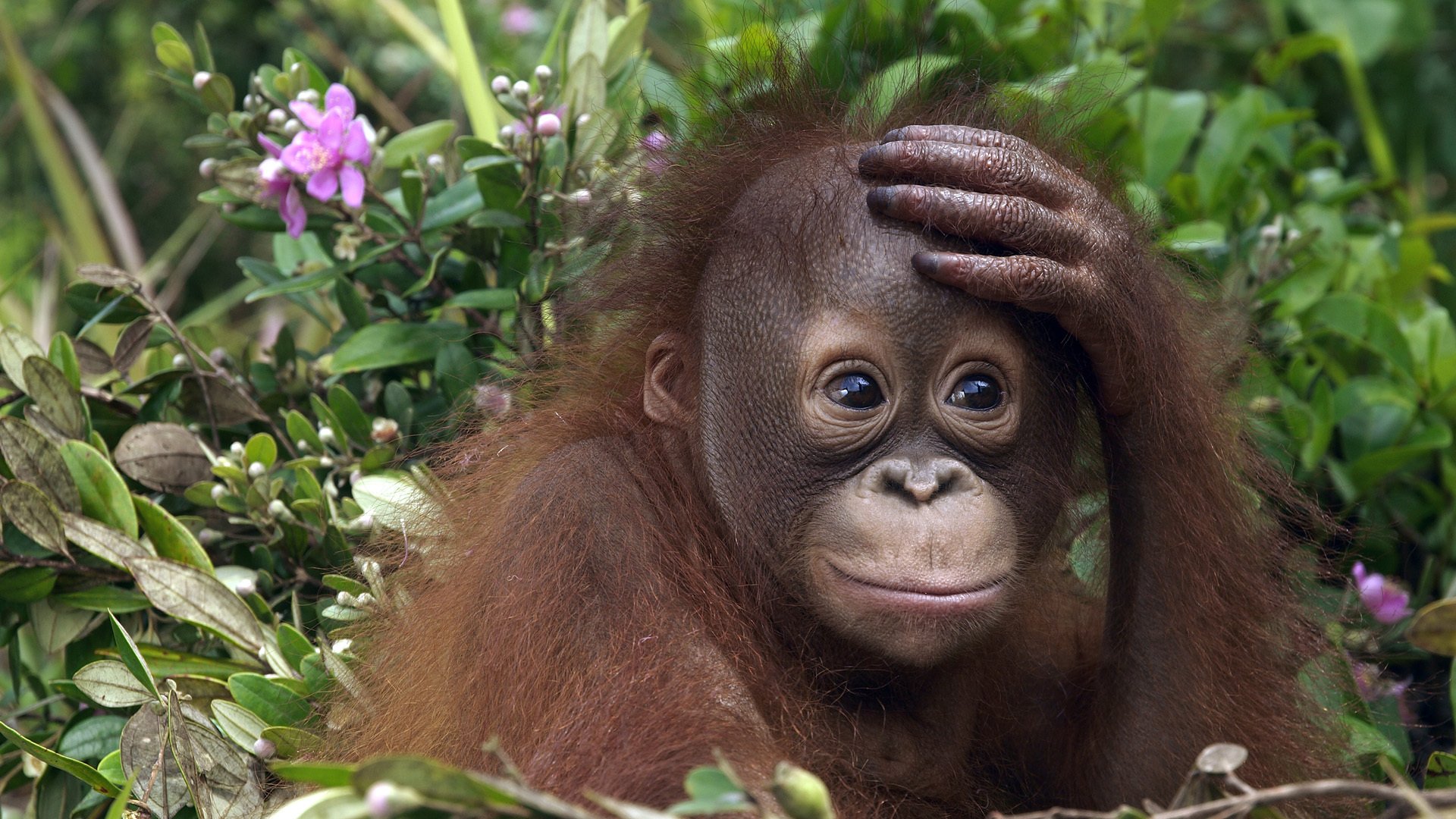 monkey orangutan