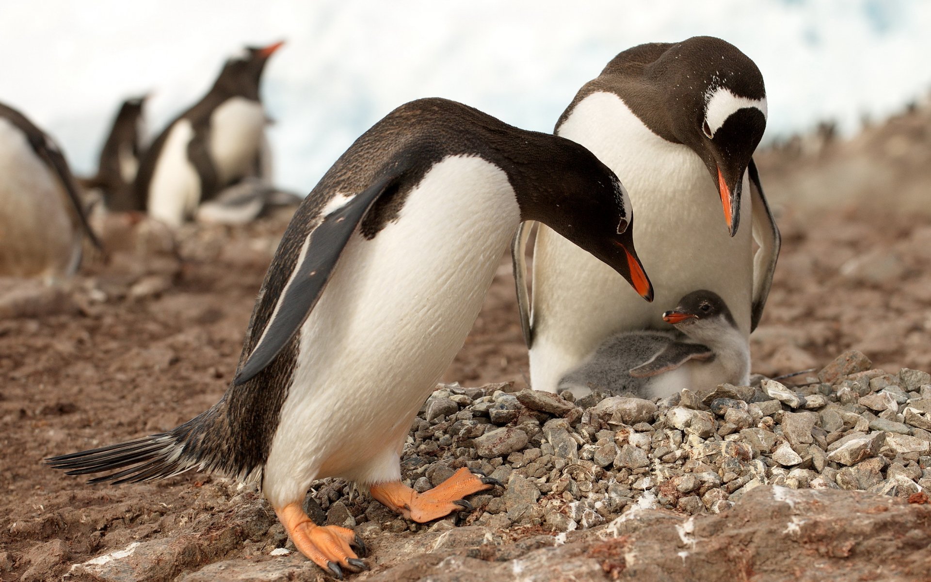 penguins antarctica nature