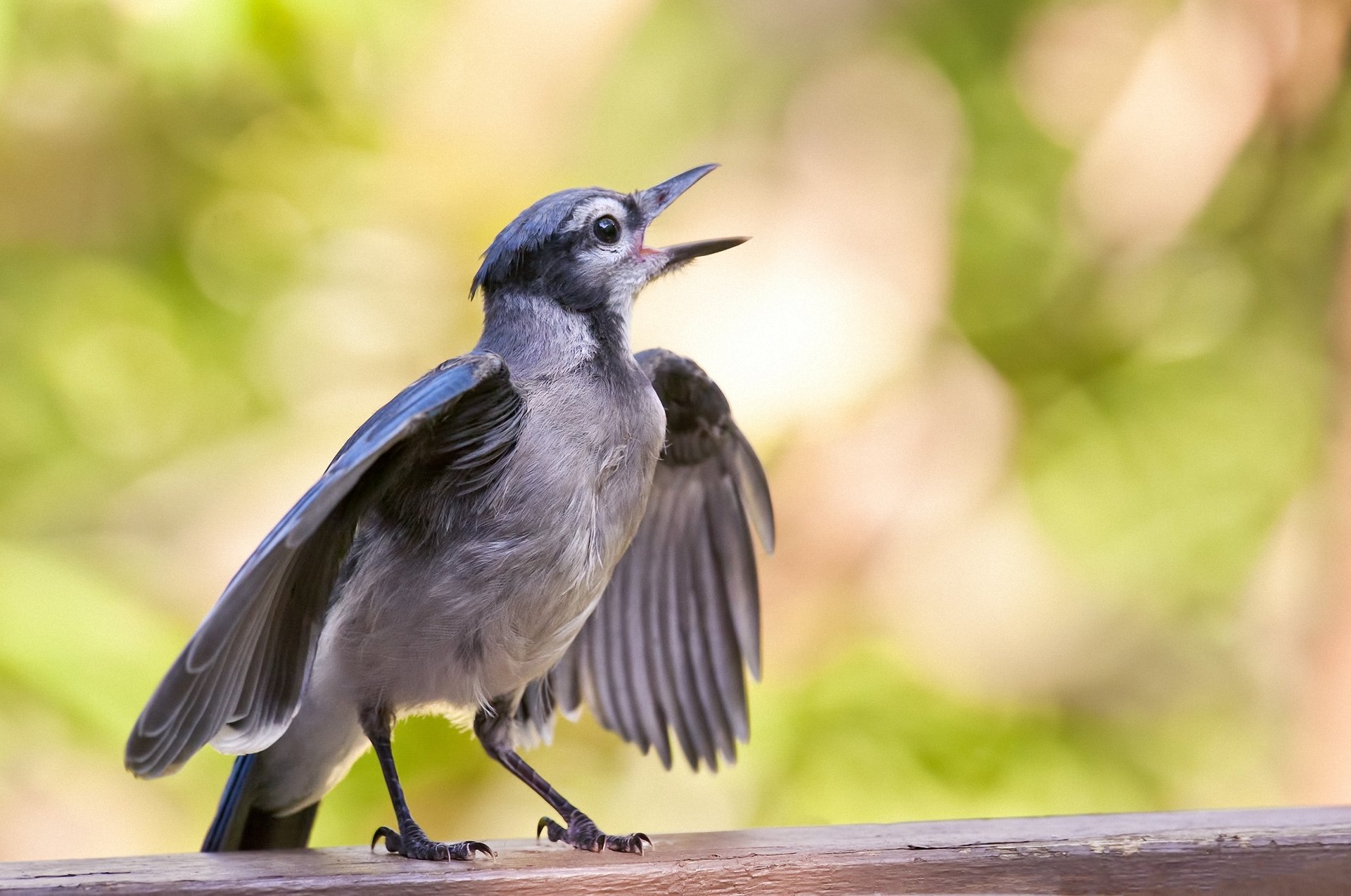 juvenile blue jay vogel flügel oberfläche makro