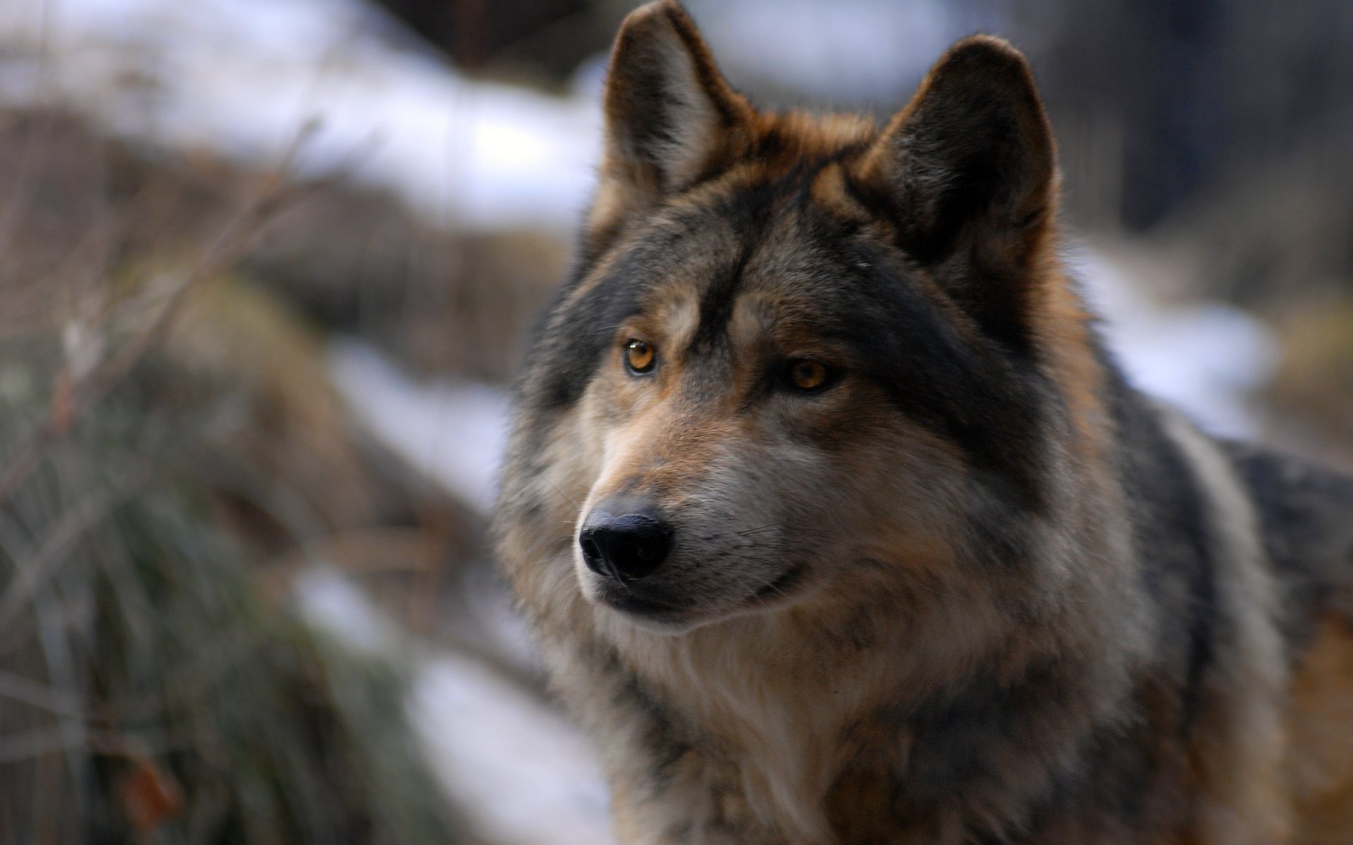 lobo mirada depredador