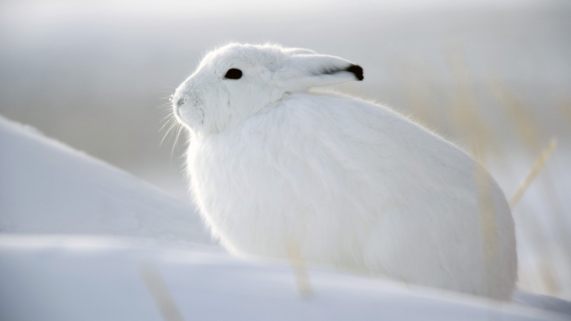 lièvre blanc neige blanc hiver