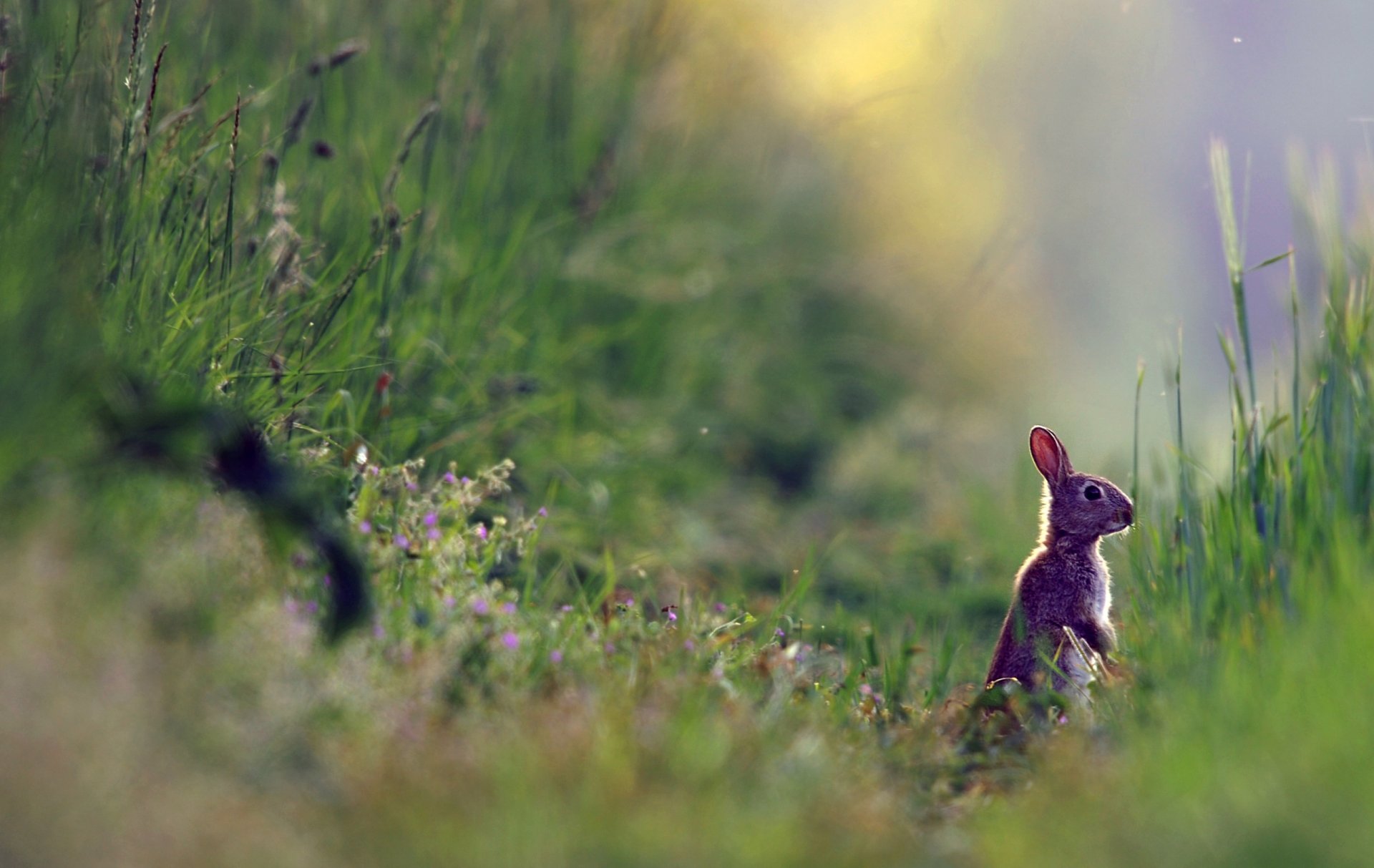 natura trawa rośliny lato zając