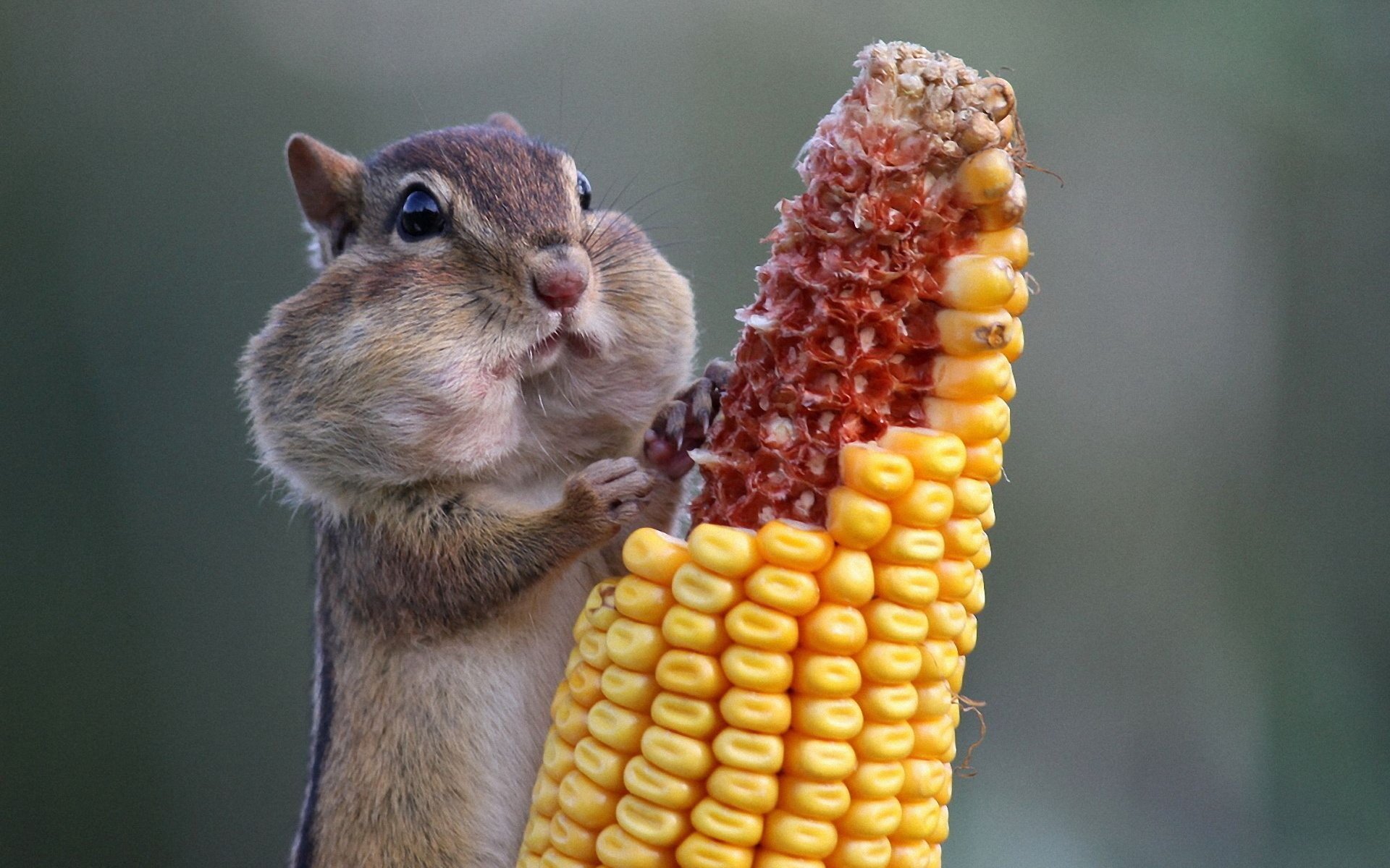 dale serious with corn