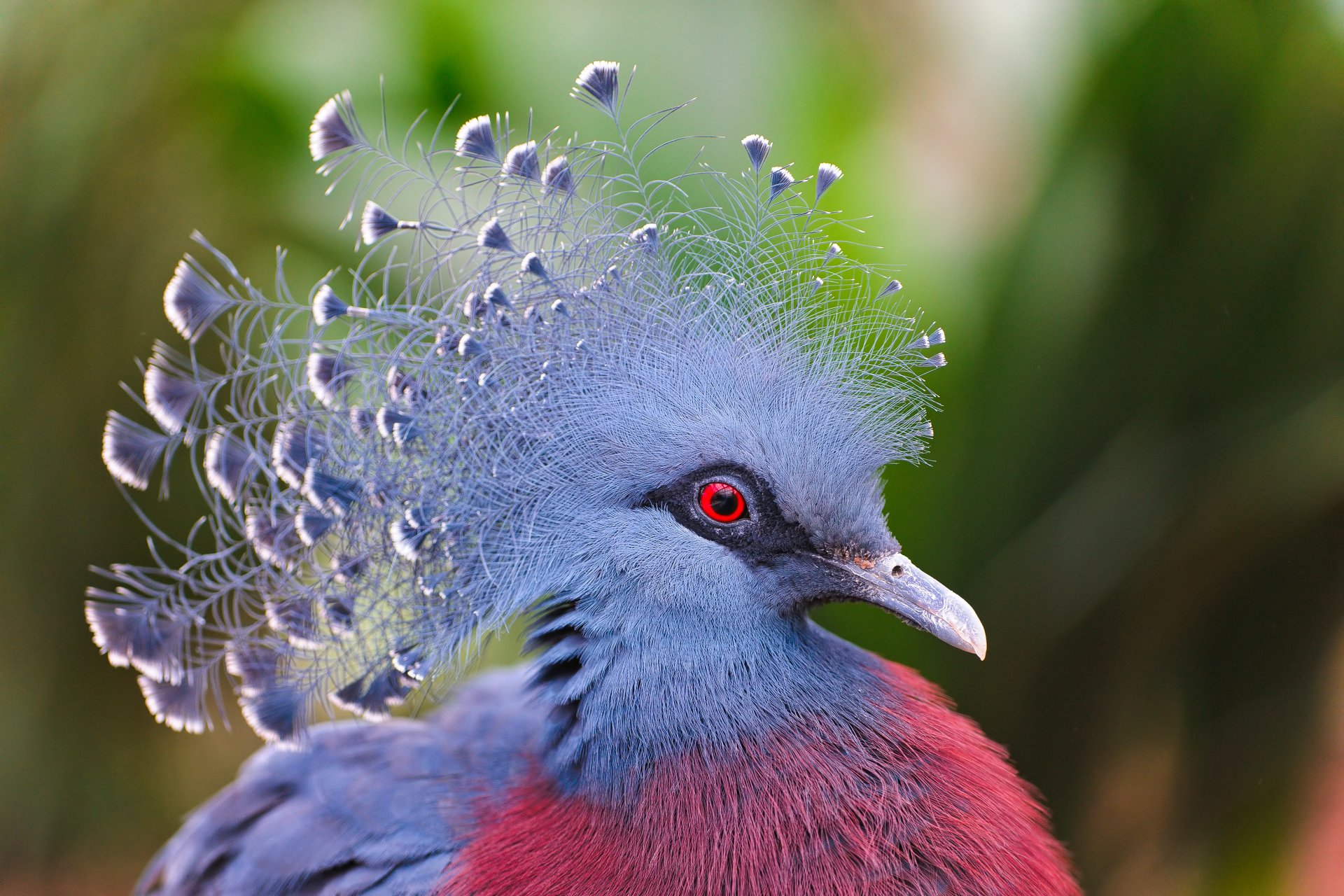 victoria koronowany pigeon koronowany gołąb pióra ptak