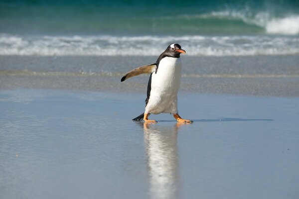 A penguin walking on a frozen sea