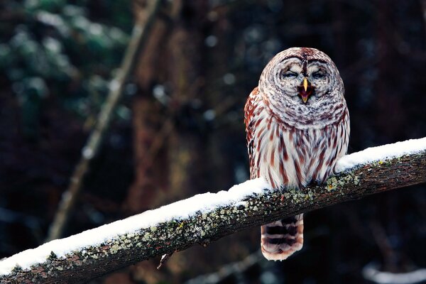 Hibou dort sur une branche