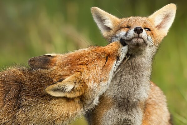 Two red fox cubs are kissing cute