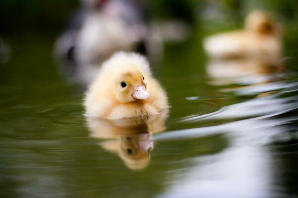 Entlein lernt im Wasser schwimmen