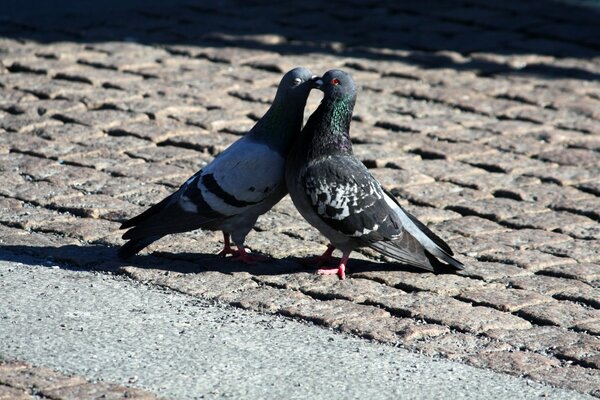 Romantic world, pigeons kissing