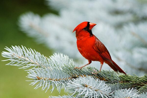 Red Cardinal on a coniferous branch