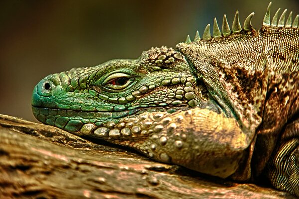 Iguana tomando sol