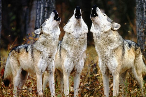 Tres lobos aullando en el bosque