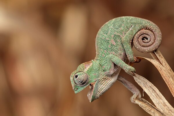 The green chameleon sits and watches