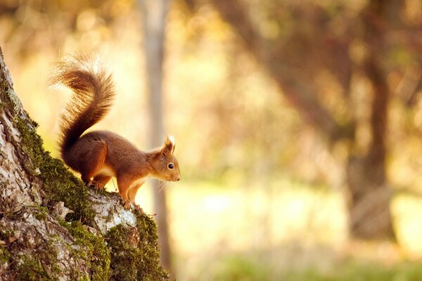 Schönes Eichhörnchen sitzt auf einem Baum