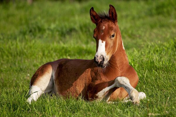 The foal is resting in the grass on the field