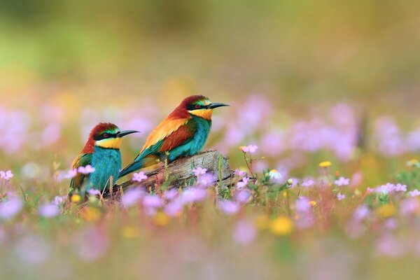 Golden squints on a flower field