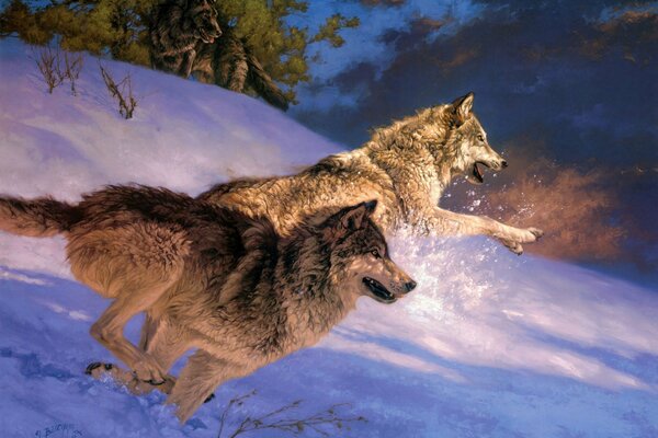 Course de loups sauvages dans la neige