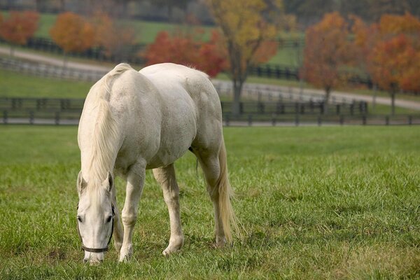 The white horse eats on the field