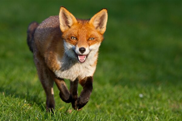 Pelirroja Vixen corre detrás de las gallinas