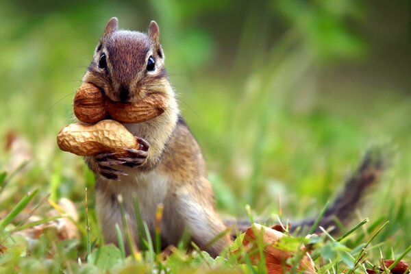 The chipmunk is stocking up on nuts for the winter