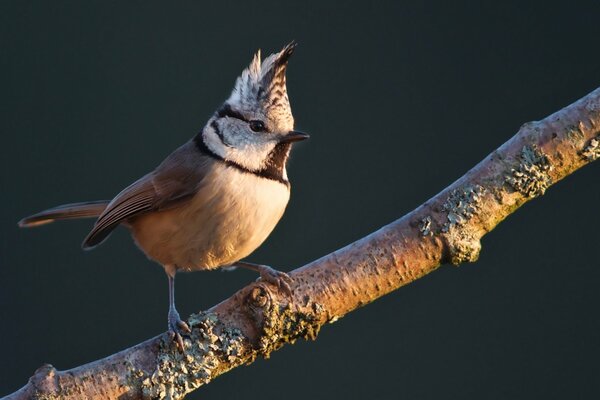 Mésange à crête sur une branche. Grenadier