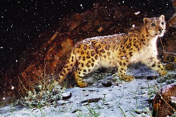 The leopard went hunting at night