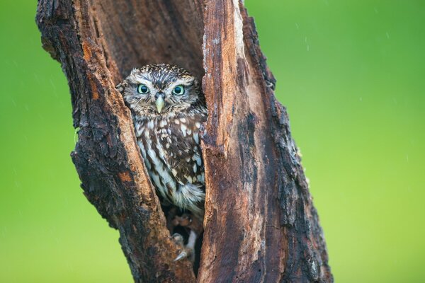 A wise owl in a tree trunk