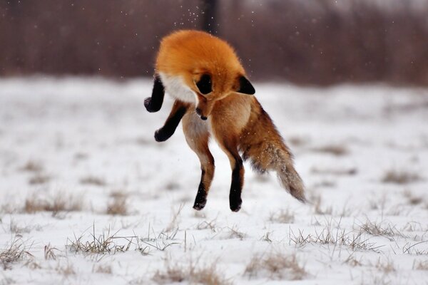 The red fox jumped up in the snow