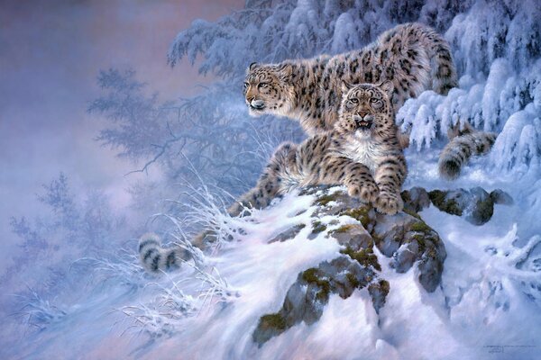 Leopardo delle nevi sulla roccia nella foresta invernale