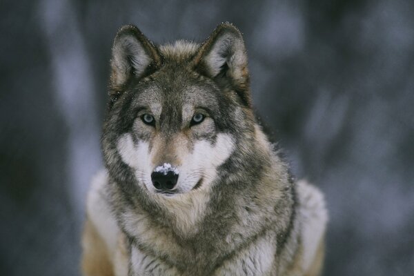 Der Waldpfleger Wolf steht und schaut mit dem Schnee auf der Nase genau hin