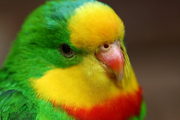 A very sad handsome parrot