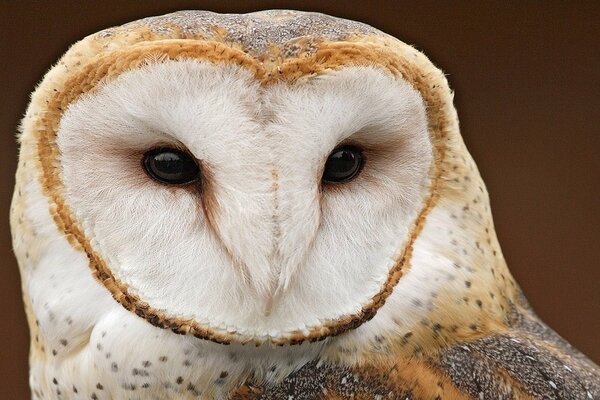 Owl on a brown background