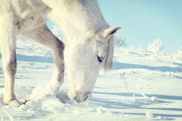 Biały koń chodzi zimą