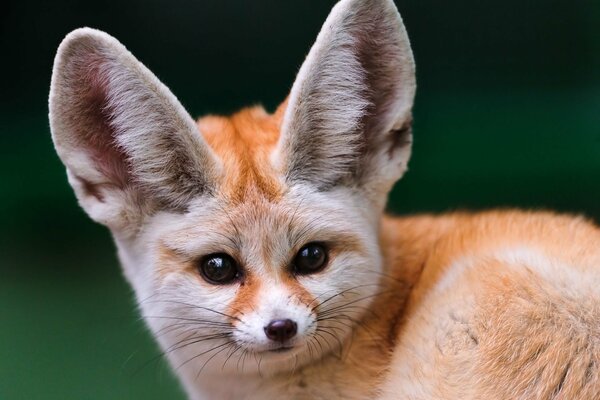 Renard inhabituel avec de grandes oreilles