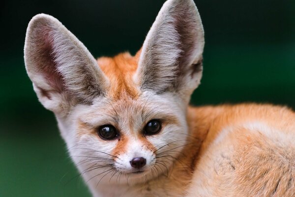 Необычная лиса с большими ушами