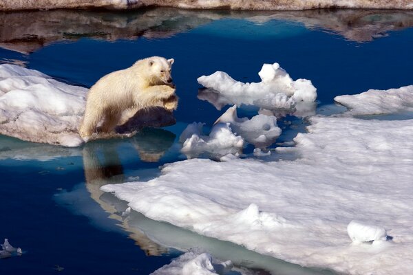 Белый северный медведь на льдине