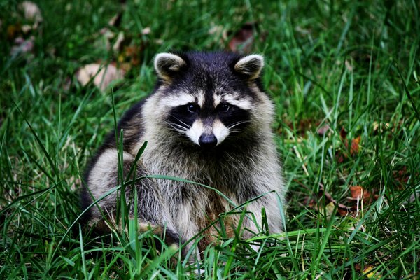 Netter Waschbär sitzt auf dem Rasen