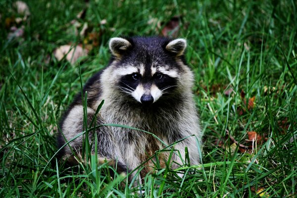 Cute raccoon sitting on the grass