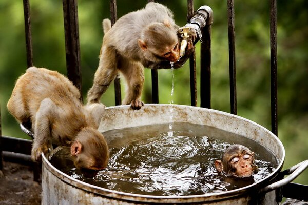 Dwie małpy kąpią się w garnku z wodą
