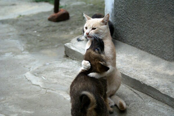 Cuddling a cat with a yard puppy