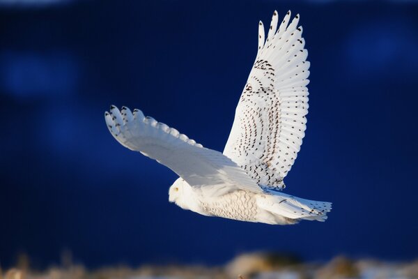 A white owl with open wings