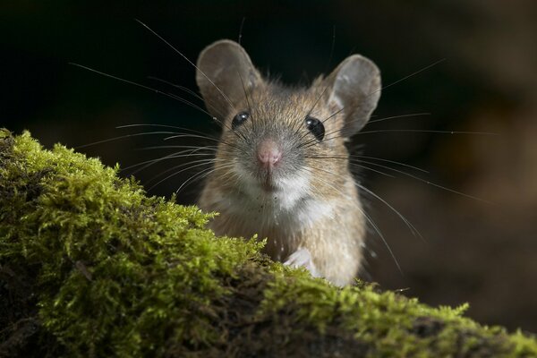 Cute mouse on a log