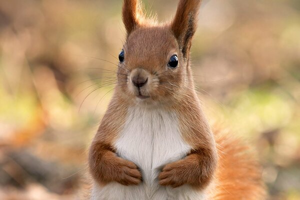 Squirrel babe, primo piano