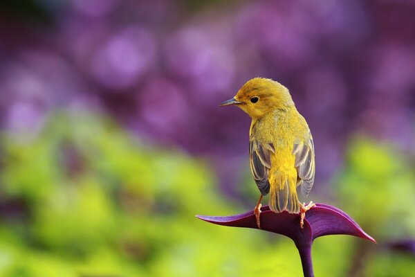 Birdie Bokeh auf dem Hintergrund der Blendung