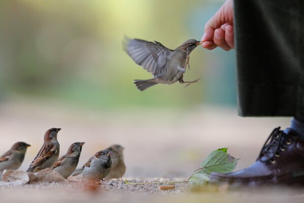 Sparrows waiting for food from human hands