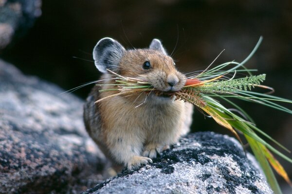 Pika de ratón con flores en la boca